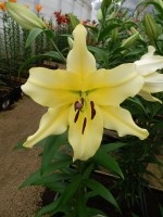 [4168 Baruta VWS No02.JPG]